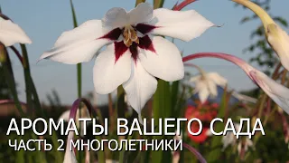 Ароматы вашего сада - часть 2 - многолетники