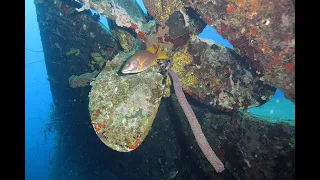 Bonaire 2024 - Plongées Sud 2/7