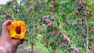 Estas 2 variedades de duraznos producen fruta en abundancia 🍑🙉