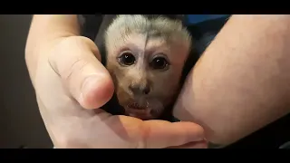 Маленькие дегустаторы, макака Федор и капуцин Ульяна #monkey #обезьяна #macaque #capuchinmonkey