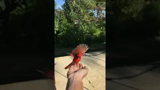 Sweet Cardinal friend