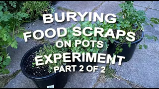 Burying Food Scraps on Pots Experiment - Results Part 2 of 2