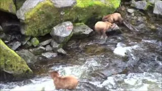 Mama brown bear with cubs at Anan Creek in Alaska