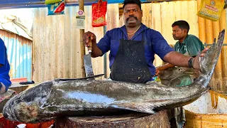 KASIMEDU 🔥 SPEED SELVAM | 25 KG GIANT BROWN COBIA FISH CUTTING VIDEO | IN KASIMEDU | FF CUTTING 🔪