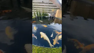 Самые красивые Карпы - Кои в мире. Япония / Koi Carps Japan