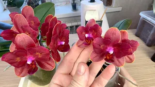 ПРОФУКАЛИ корни орхидеи / НЕ ОСТАВЛЯЙТЕ так орхидеи на пне / отделение и пересадка цветущей орхидеи