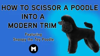 How to scissor a poodle in a modern trim