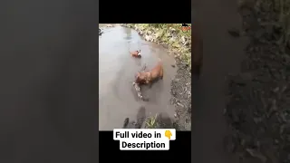 crocodile attacked by dog 😱