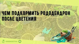 Чем подкормить рододендрон после цветения