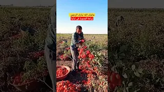 زراعة البندورة في تركيا | زراعة الطماطم في تركيا #سوريا #البندورة #تركيا #حصاد