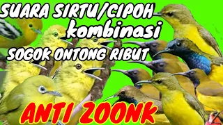 suara pikat burung sirtu/cipoh kombinasi sogok ontong ribut _menjerit sangat ampuh durasi panjang