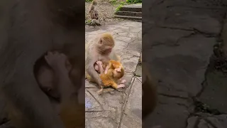 Mother monkey holds two babies #monkey #mom #shorts