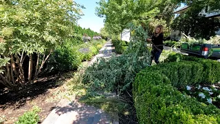 Mid-Summer Perennial Maintenance + Turning an Elderberry Shrub Into a Tree! 🌿✂️💚