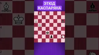 💥СЛОНЫ-ПАЛАЧИ #chess #chesspuzzle #шахматы #шахматныезадачи