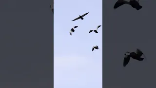 Paradise Ducks - New Zealand Wingshooting Slam