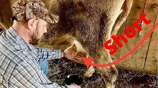 How to hand-milk a cow with short teats!