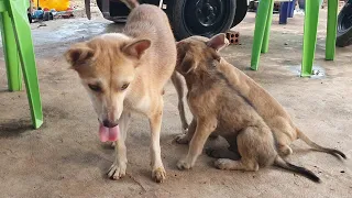 Ballu and Bahee are getting bigger