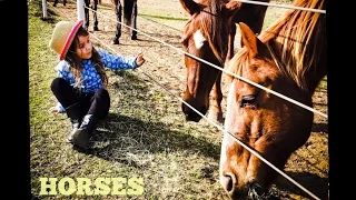Horses for Kids | All About Horses | Fun Horse Videos for Kids