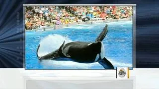 Tilikum: A year after trainer death