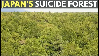 Japan's Suicide Forest.