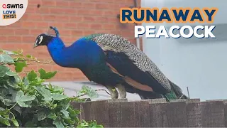 Sleep deprived villagers being terrorised by runaway rooftop peacock | LOVE THIS!