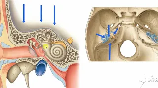 Middle ear site