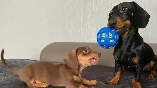 Funny Dachshund puppies videos compilation 2021 | Cute and playful Dachshund puppies 2021