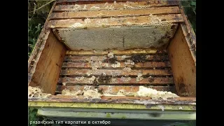 пчелы на участке есть, но мед они носят плохо - ошибки пчеловода