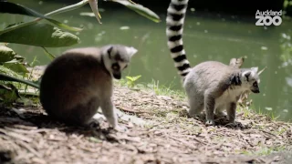 Zoo Tales - Sun-worshipping lemurs