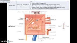 The Ear (3) - Boundaries of the Middle Ear - Dr. Ahmed Farid