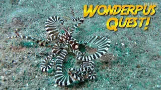 Wunderpus Octopus Quest!  (It lives in muck?)