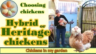 Should you choose Hybrid or Heritage chickens? What's the difference?