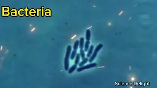 Microbes under Microscope| Explore a new world