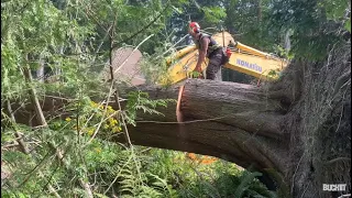 Bucking big cedar blow down, plus Bearclaw ports husky 2100