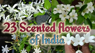 खुशबू से भरे 23 फूलों के पौधे, 23 Best fragrant flower plants in India