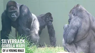 Silverback Gorilla Keeps His Female Away From Young male | The Shabani Group