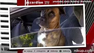 Самый плохой обзор на собаку :( неадекватный водитель )