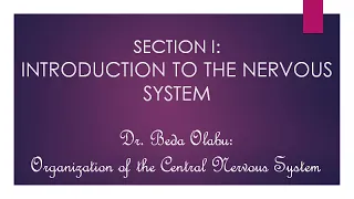 NEUROANATOMY PART 1 - INTRODUCTION TO THE NERVOUS SYSTEM