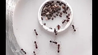 Ant collect chia seed time lapse