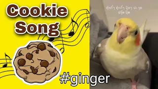 Cookie Song Bird Cockatiel #gingerจิงเจอร์ปุ๊ดๆ | Training Sounds for Birds #parrots