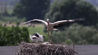 Weißstorch Alt Lostau