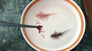 I found baby axolotls...