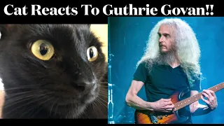 Cat Reacts To Guthrie Govan Guitar Solo!