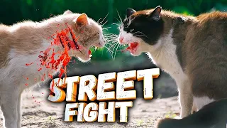 Жесть драка котов на смерть 2021🔥Уличные драки с кошками, видео 2021 драка кошек