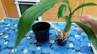 Орхидея Катасетум для начинающих .