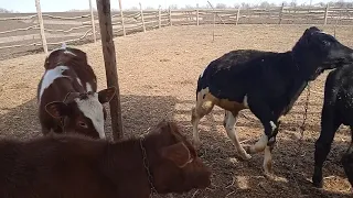 Выгоняем коров и телят в летний баз