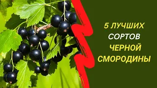 5 самых урожайных и вкусных сортов черной смородины