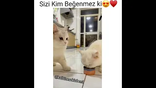 Sizi Kim Beğenmez😍♥️ #kalbinesaklabeni #duygusalvideolar #kedi #askvideolari #cat #sahorts #kediler