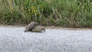 Turtles making love