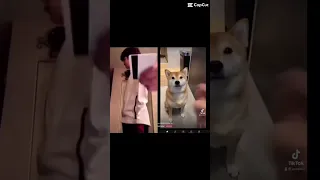 OH DAMN WHAT IS THAT BRUH? | CAPCUT | #VIRAL #SHORTS | w/ DOG CREDITS TO @KyloTheDoge